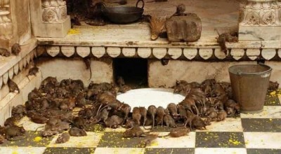 करणी माता – चूहों का मंदिर