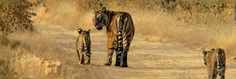 सरिस्का टाइगर रिजर्व