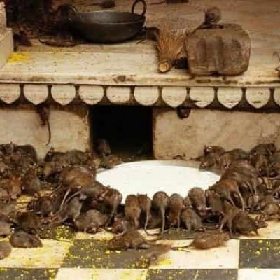 Karni Mata Mandir